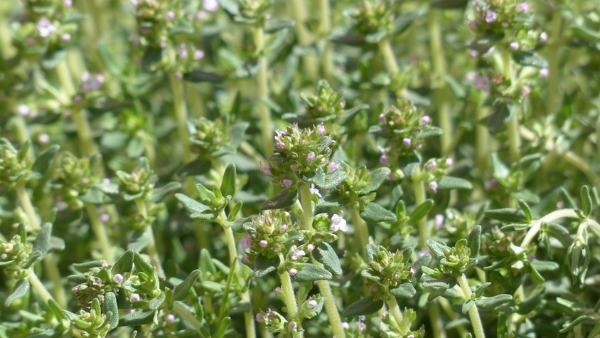Le thym, un antiviral