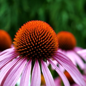 Echinacea