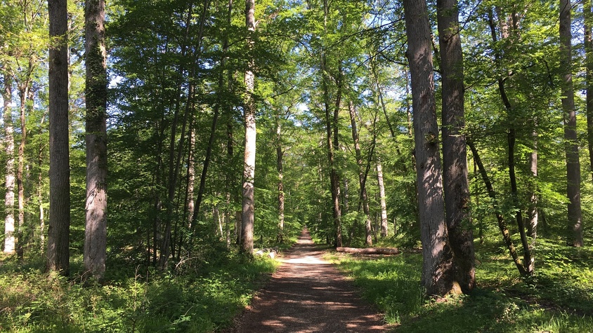 Thomery, un village en bordure de la forêt de Fontainebleau en Seine et Marne (77)