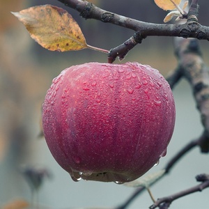 Pommes