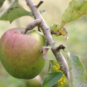 Granny smith
