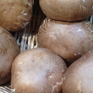 Champignon portebello