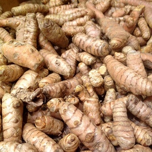 Curcuma