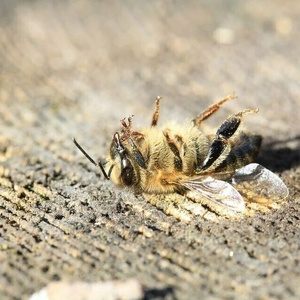 Refusons le retour des insecticides tueurs d'abeilles