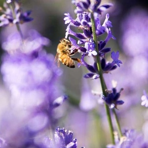 Sauvons les huiles essentielles !
