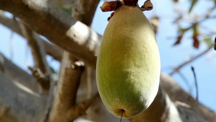 Baobab