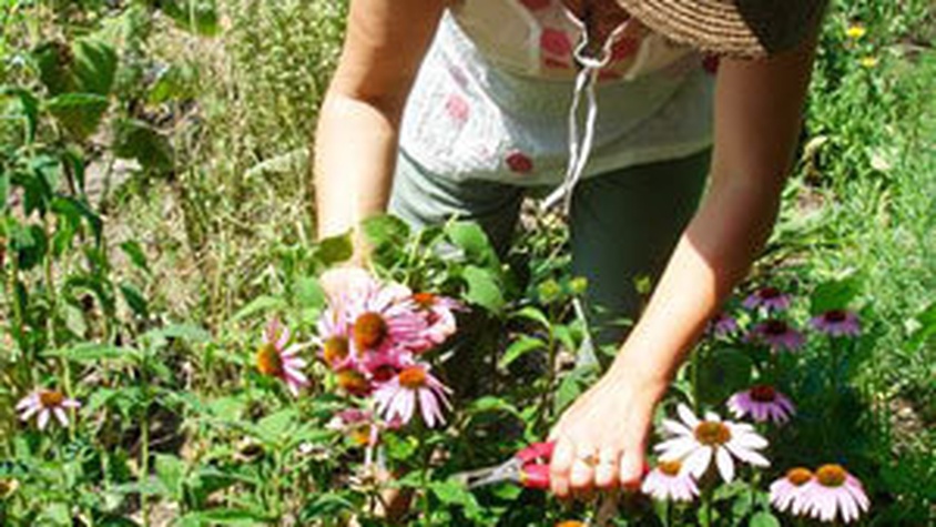 Douces Angevines ramasse des plantes