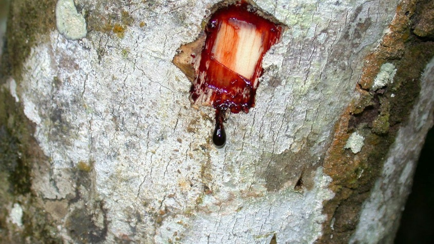 Composés de sève de sang de dragon