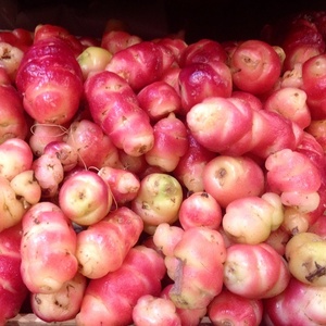 Oca du Pérou