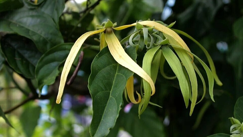 L'hydrolat d'ylang‑ylang