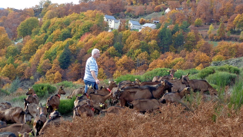 Avec les chèvres de la Chèvrerie des Felges