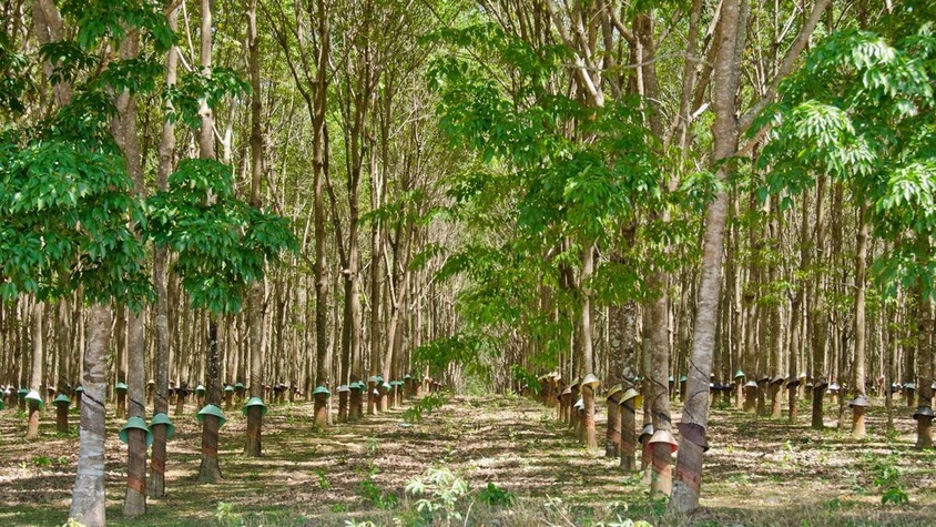 Région productrice de caoutchouc naturel