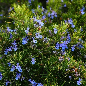 Soigner les allergies naturellement