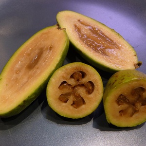 Feijoa