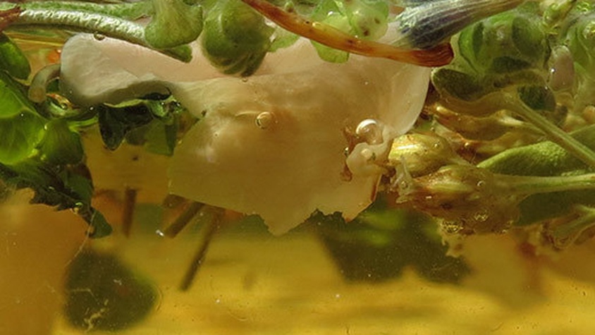 Plantes infusées dans l'eau