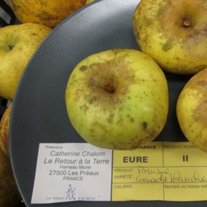 Reinette blanche du canada