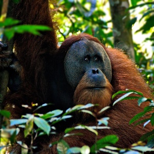 Pétition contre la disparition des orangs‑outans en Indonésie