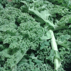 Chou curly kale