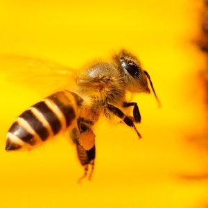 Signez la pétition européenne : Sauvons les abeilles !