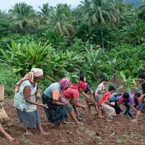 Philippines : ne sacrifiez pas la forêt de Palawan !