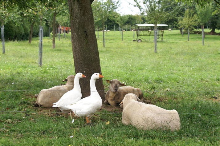 Les animaux