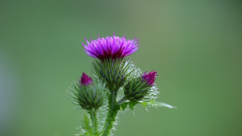 La plante Chardon‑Marie