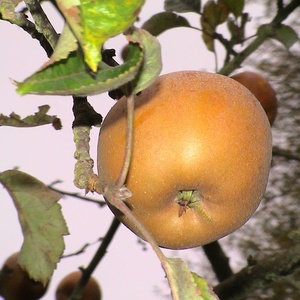 Reinette grise du canada