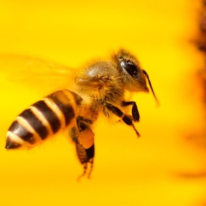 Signez la pétition européenne : Sauvons les abeilles !