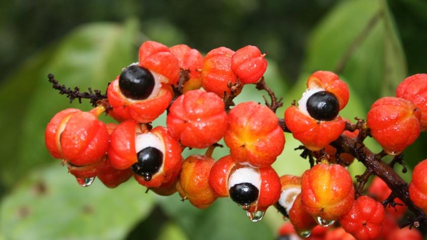 Guaranà