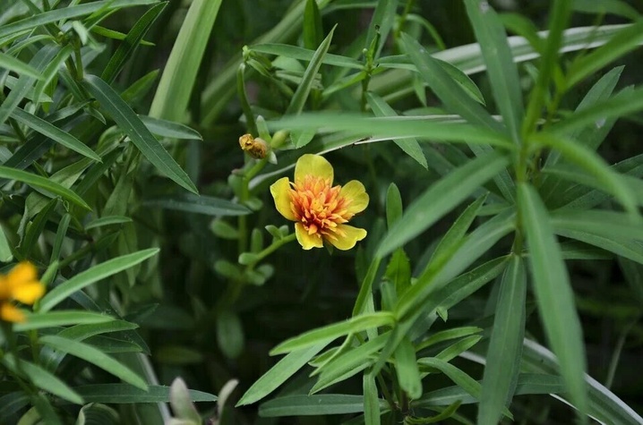 L'estragon en fleurs