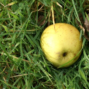 Reinette du Mans