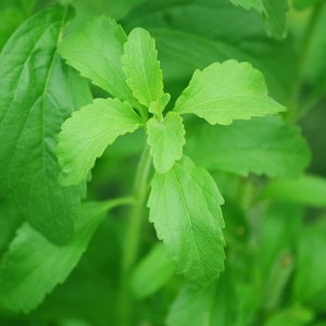 Stévia